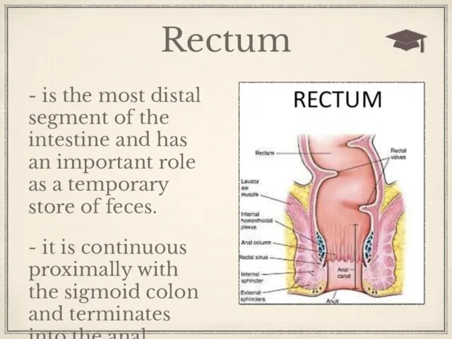 Rectum - is the most distal segment of the intestine and