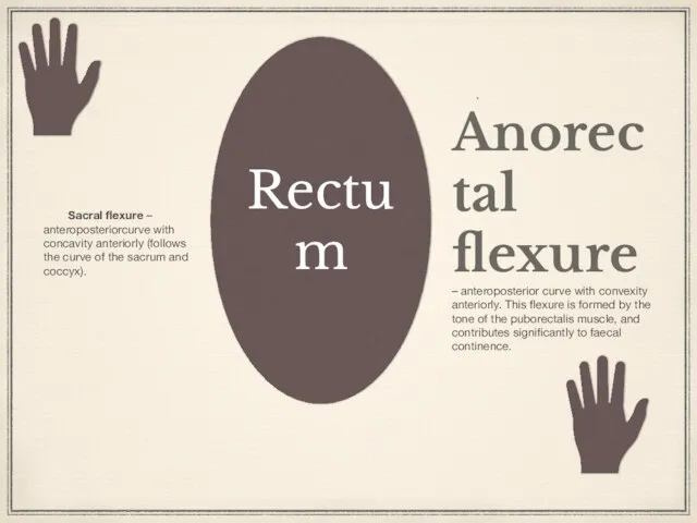 • Anorectal flexure – anteroposterior curve with convexity anteriorly. This flexure