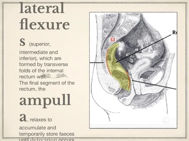 • There are additionally three lateral flexures (superior, intermediate and inferior),