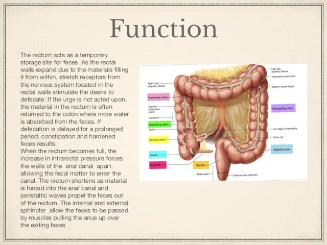 Function The rectum acts as a temporary storage site for feces.