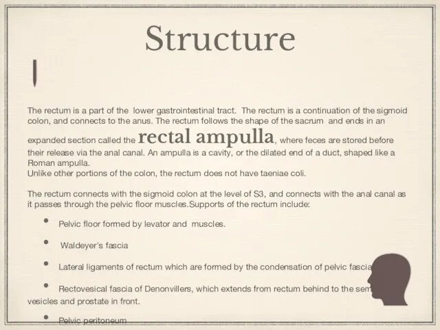 Structure The rectum is a part of the lower gastrointestinal tract.