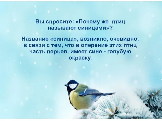 Вы спросите: «Почему же птиц называют синицами»? Название «синица», возникло, очевидно,