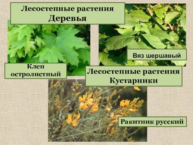 Лесостепные растения Деревья Клен остролистный Вяз шершавый Лесостепные растения Кустарники Ракитник русский