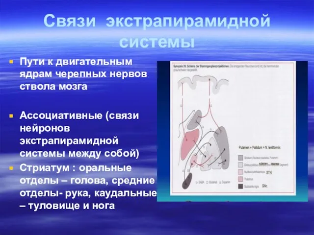 Связи экстрапирамидной системы Пути к двигательным ядрам черепных нервов ствола мозга