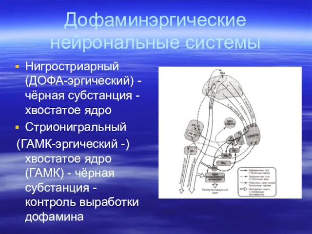 Дофаминэргические нейрональные системы Нигростриарный (ДОФА-эргический) - чёрная субстанция - хвостатое ядро