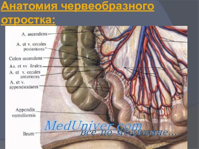 Анатомия червеобразного отростка: