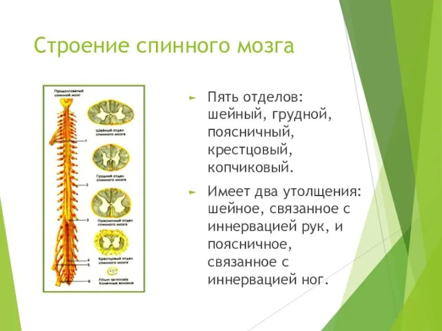 Строение спинного мозга Пять отделов: шейный, грудной, поясничный, крестцовый, копчиковый. Имеет