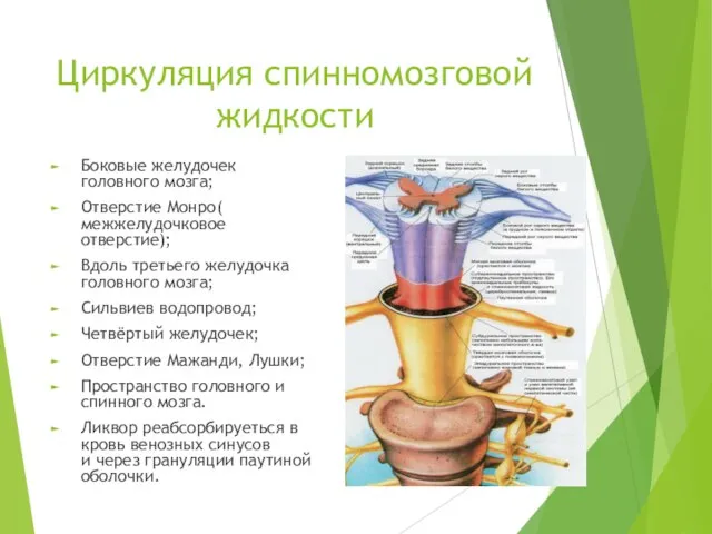 Циркуляция спинномозговой жидкости Боковые желудочек головного мозга; Отверстие Монро( межжелудочковое отверстие);