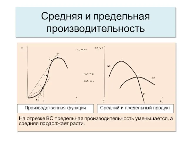 Средняя и предельная производительность На отрезке ВС предельная производительность уменьшается, а средняя продолжает расти.