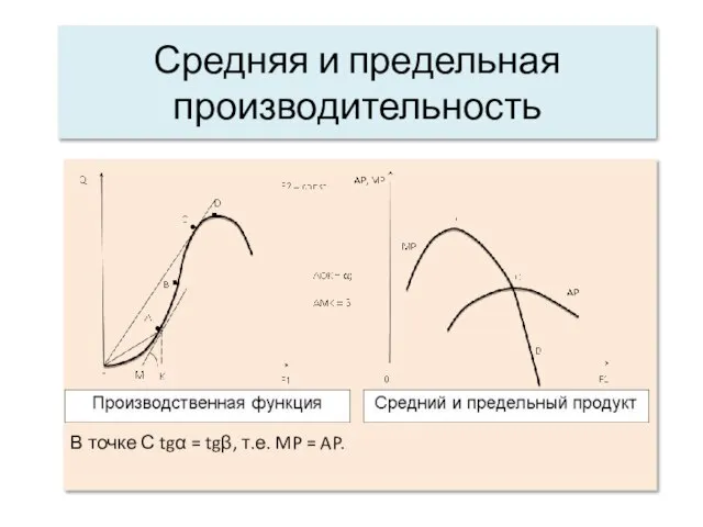 Средняя и предельная производительность В точке С tgα = tgβ, т.е. MP = AP.