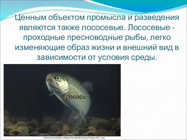 Ценным объектом промысла и разведения являются также лососевые. Лососевые - проходные