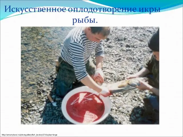 Искусственное оплодотворение икры рыбы. http://amurrybvod.ru/photogallery/fish_factory/2?display=large