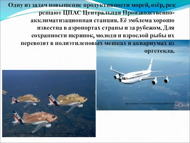 Одну из задач повышение продуктивности морей, озёр, рек решают ЦПАС Центральная