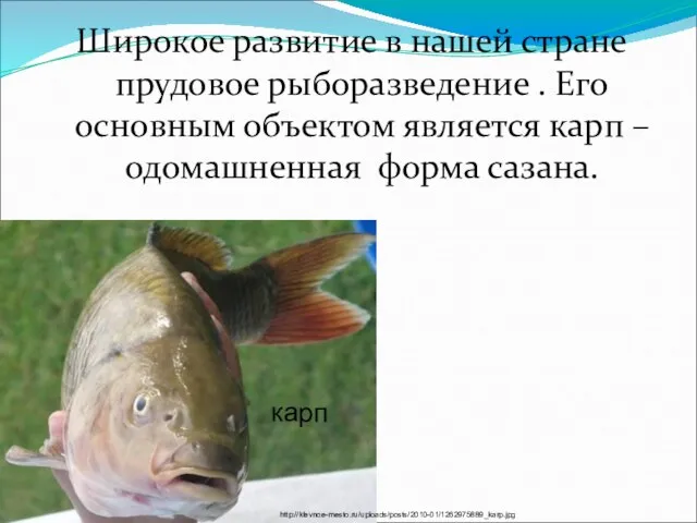 Широкое развитие в нашей стране прудовое рыборазведение . Его основным объектом