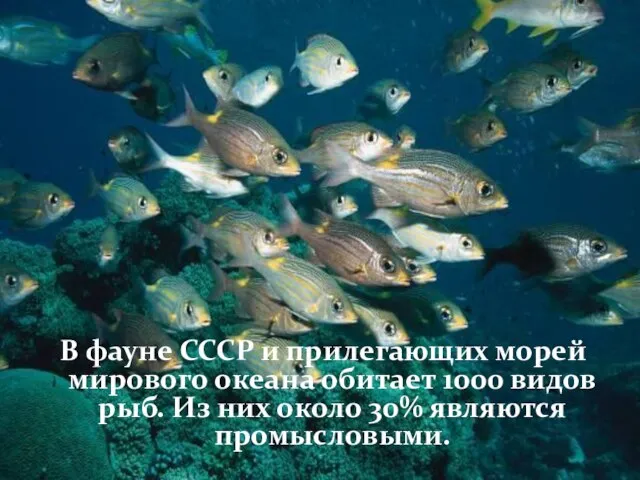 В фауне СССР и прилегающих морей мирового океана обитает 1000 видов