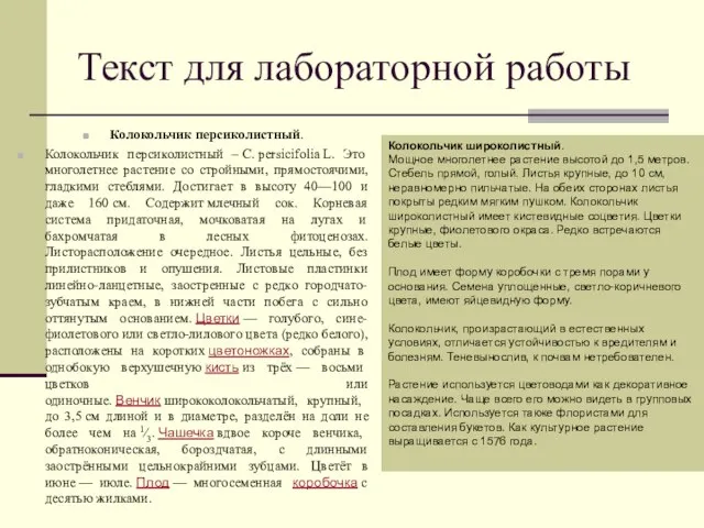 Текст для лабораторной работы Колокольчик персиколистный. Колокольчик персиколистный – C. persicifolia