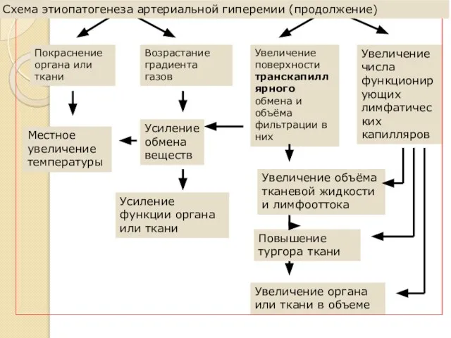 Покраснение органа или ткани Возрастание градиента газов Увеличение поверхности транскапиллярного обмена