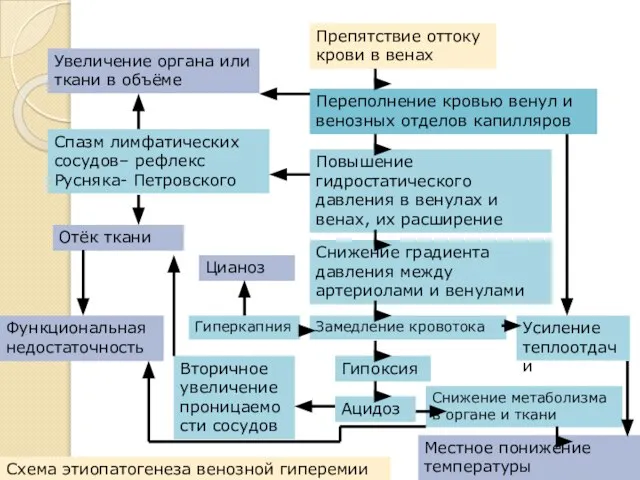 Препятствие оттоку крови в венах Переполнение кровью венул и венозных отделов