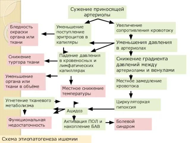 Сужение приносящей артериолы Увеличение сопротивления кровотоку Уменьшения давления в артериолах Снижение