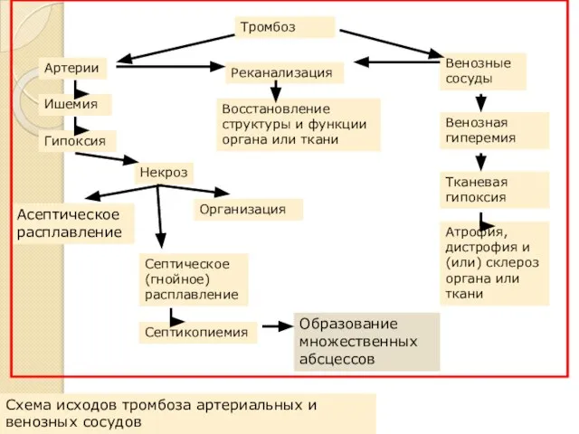 Тромбоз Артерии Реканализация Венозные сосуды Ишемия Гипоксия Некроз Восстановление структуры и