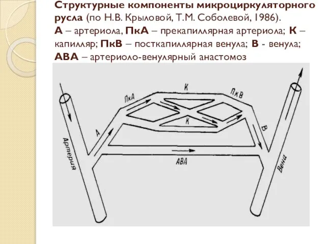 Структурные компоненты микроциркуляторного русла (по Н.В. Крыловой, Т.М. Соболевой, 1986). А