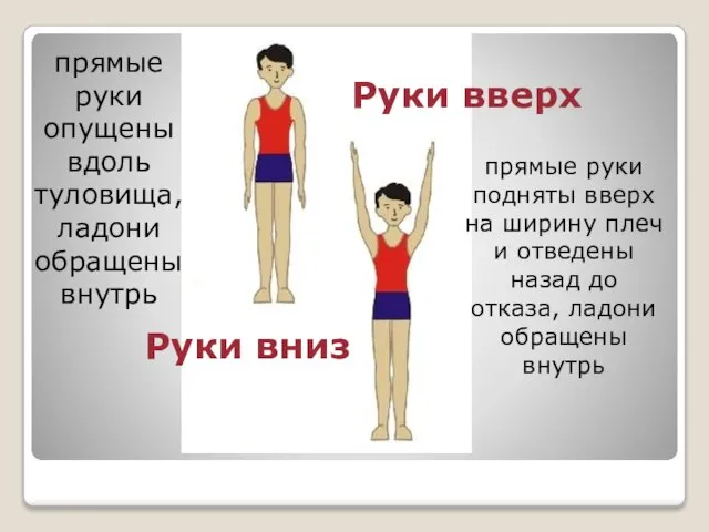 Руки вниз Руки вверх прямые руки подняты вверх на ширину плеч