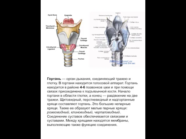 Гортань — орган дыхания, соединяющий трахею и глотку. В гортани находится