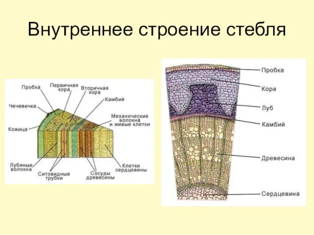 Внутреннее строение стебля