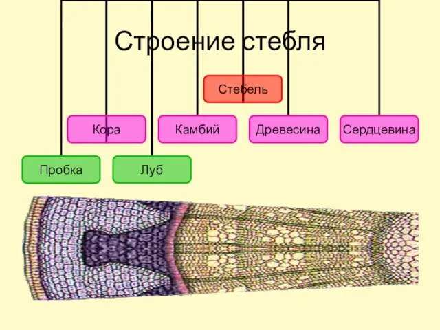 Строение стебля