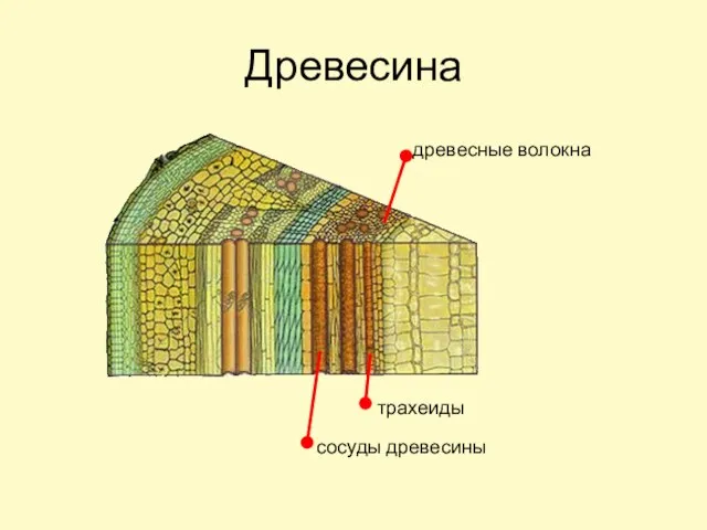 Древесина