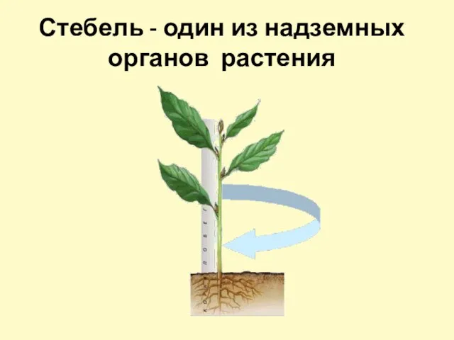 Стебель - один из надземных органов растения