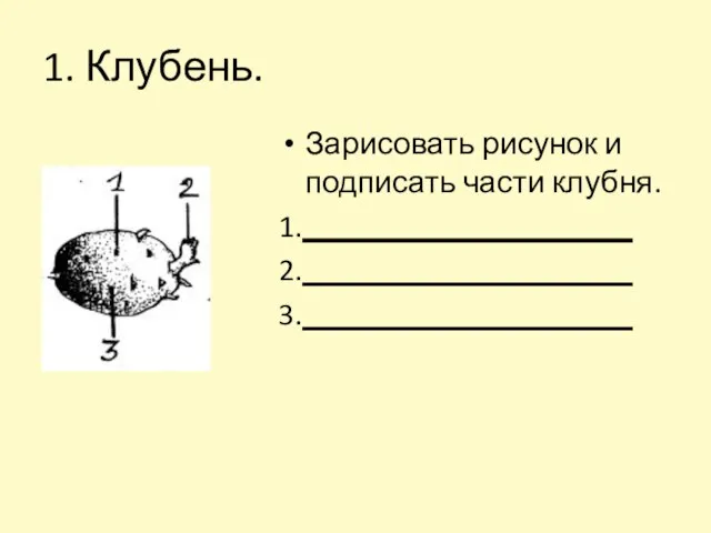 1. Клубень. Зарисовать рисунок и подписать части клубня. 1._____________________ 2._____________________ 3._____________________