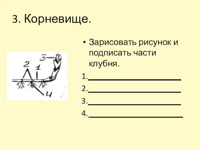 3. Корневище. Зарисовать рисунок и подписать части клубня. 1._____________________ 2._____________________ 3._____________________ 4. _____________________