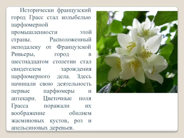 Исторически французский город Грасс стал колыбелью парфюмерной промышленности этой страны. Расположенный