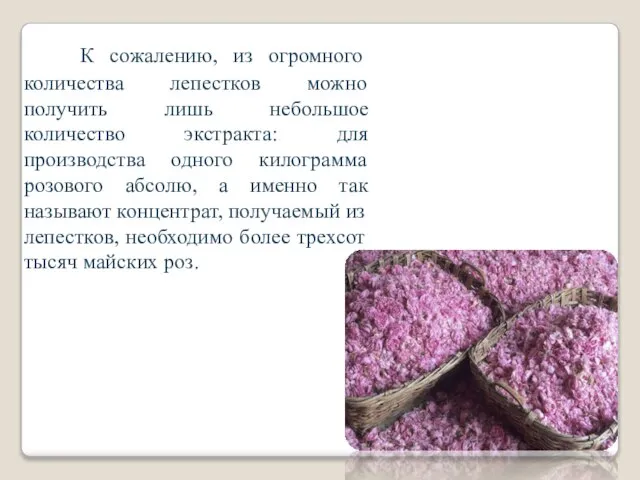 К сожалению, из огромного количества лепестков можно получить лишь небольшое количество