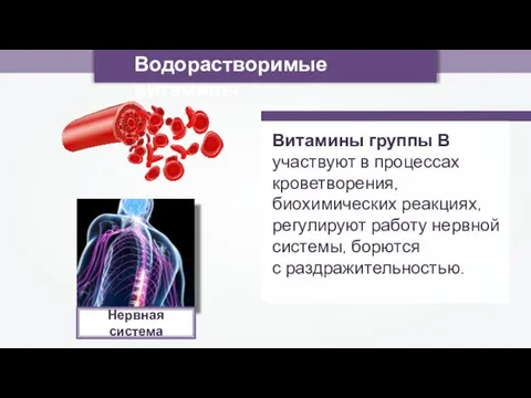 Водорастворимые витамины Витамины группы В участвуют в процессах кроветворения, биохимических реакциях,