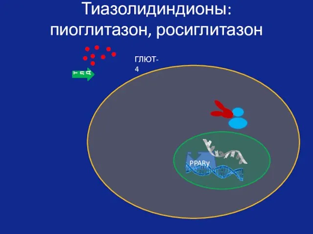 Тиазолидиндионы: пиоглитазон, росиглитазон PPARγ ТЛД ГЛЮТ-4