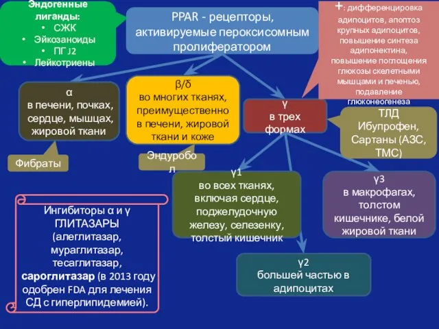 PPAR - рецепторы, активируемые пероксисомным пролифератором α в печени, почках, сердце,