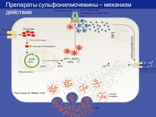 Препараты сульфонилмочевины – механизм действия