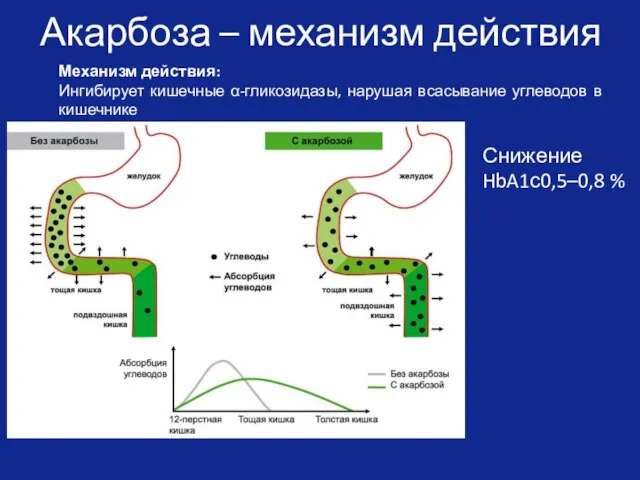 Акарбоза – механизм действия Механизм действия: Ингибирует кишечные α-гликозидазы, нарушая всасывание