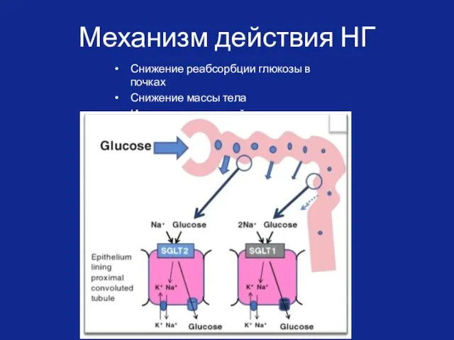 Механизм действия НГ Снижение реабсорбции глюкозы в почках Снижение массы тела Инсулиннезависимый механизм действия