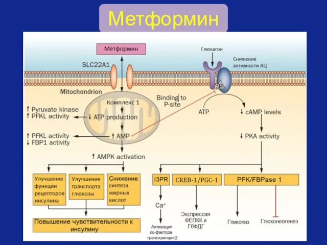 Метформин