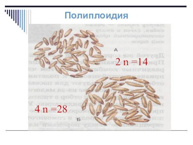 Полиплоидия 2 n =14 4 n =28