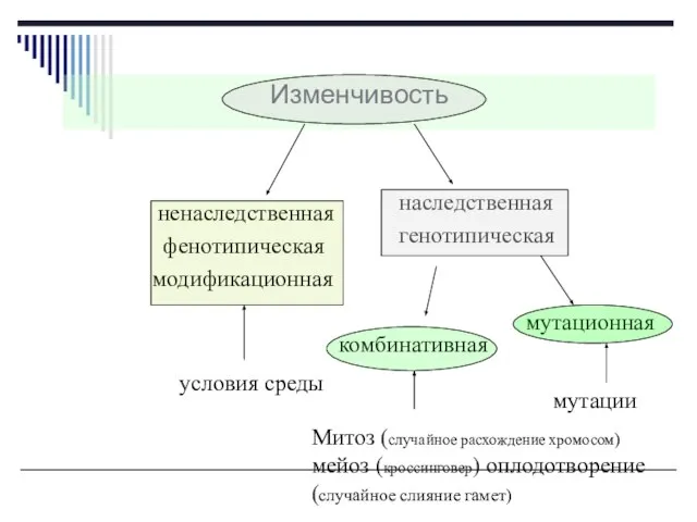 Изменчивость модификационная наследственная ненаследственная фенотипическая генотипическая условия среды комбинативная мутационная Митоз