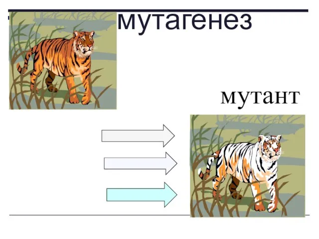 мутагенез мутант