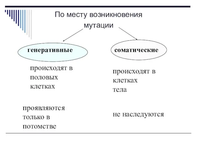 По месту возникновения мутации проявляются только в потомстве не наследуются генеративные