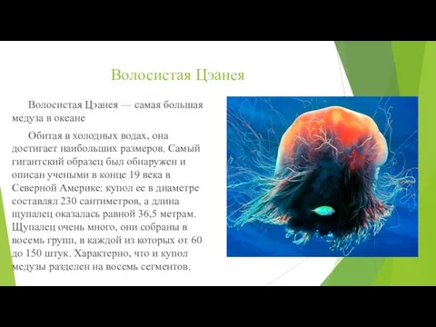 Волосистая Цэанея Волосистая Цэанея — самая большая медуза в океане Обитая