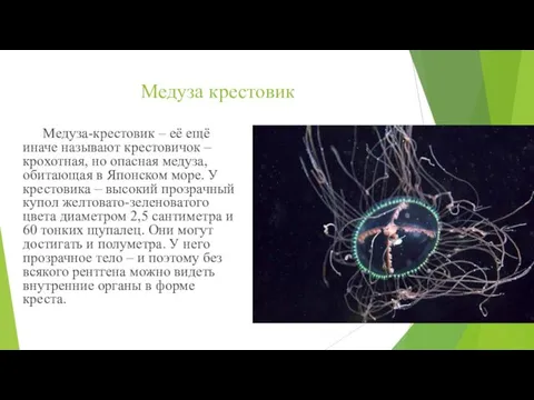 Медуза крестовик Медуза-крестовик – её ещё иначе называют крестовичок – крохотная,