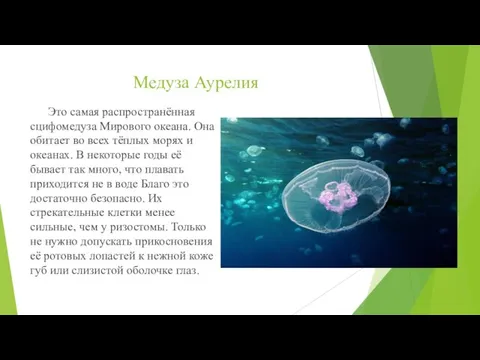 Медуза Аурелия Это самая распространённая сцифомедуза Мирового океана. Она обитает во