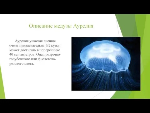 Описание медузы Аурелия Аурелия ушастая внешне очень привлекательна. Её купол может